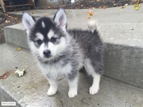 pomsky for sale near me|affordable pomsky puppies for sale.